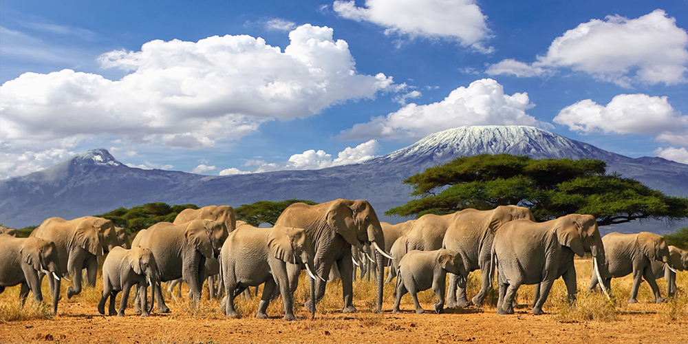 A herd of elephants walking